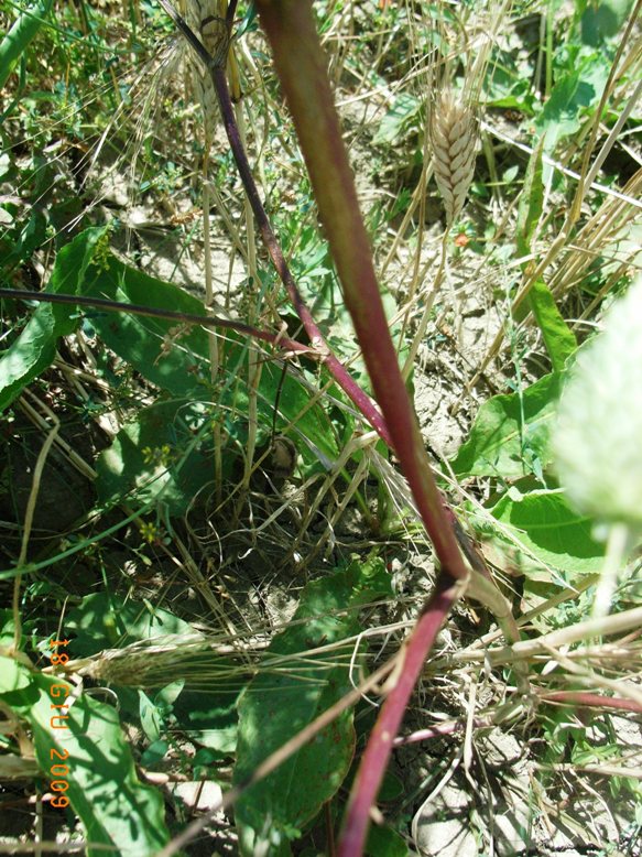 suolo salso - Trifolium squarrosum